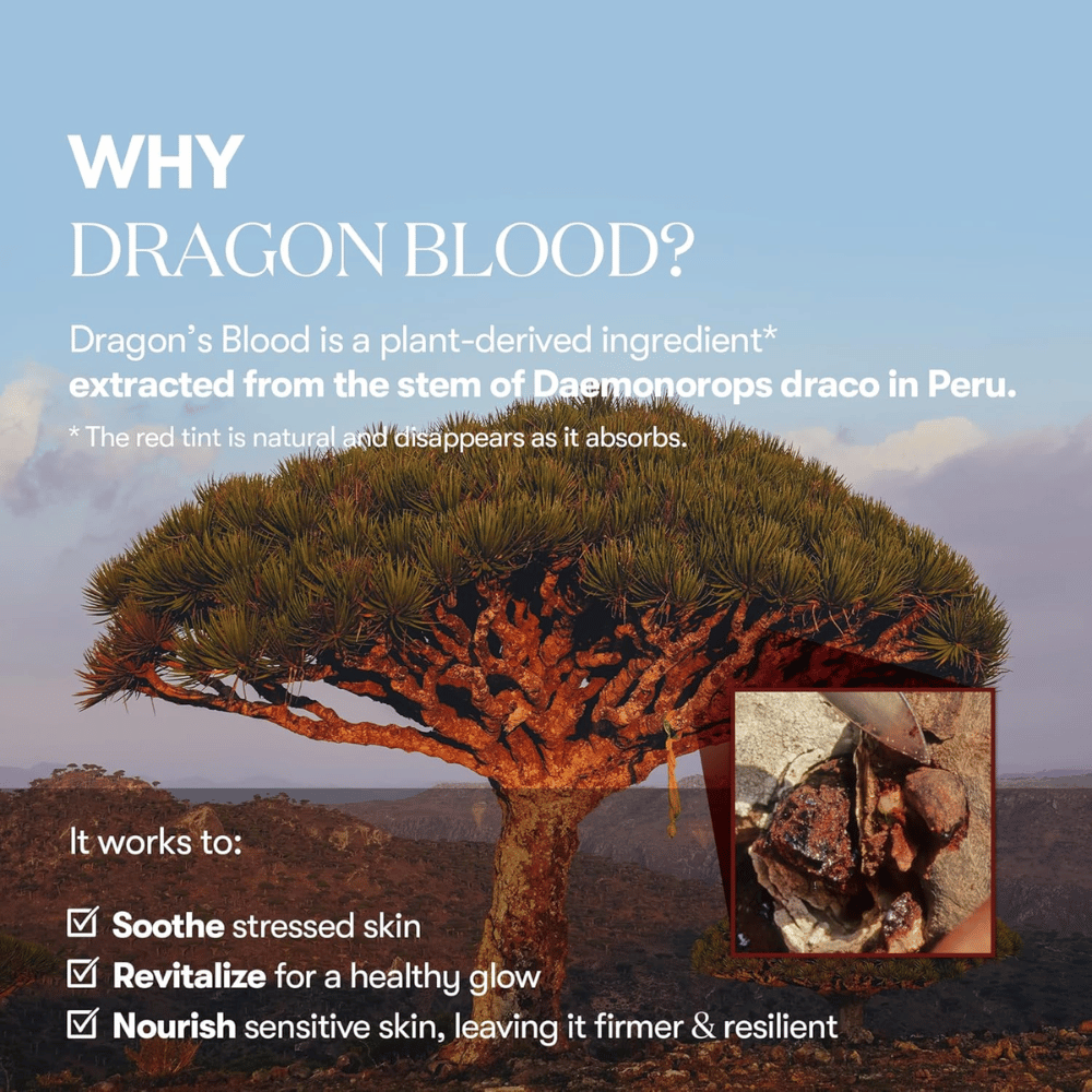 Illustration av Dragon’s Blood-trädet (Daemonorops draco) i Peru, ingrediens i VT Red Booster Reedle Shot 100 som lugnar stressad hud, stärker hudbarriären och ger en frisk lyster.